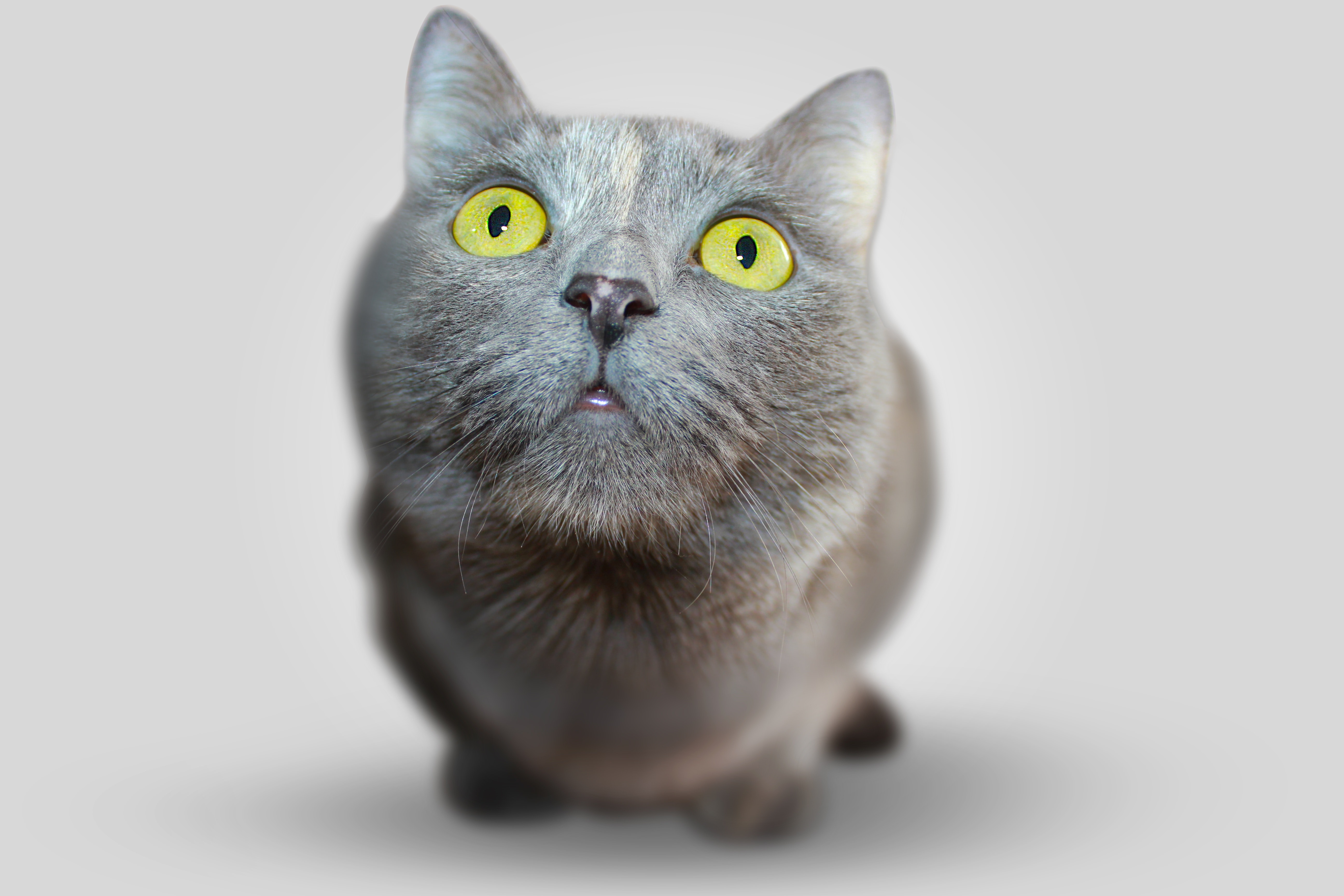 Catsxp 3.10.4 for windows instal free